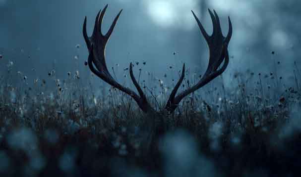 deer antlers peeking up through meadow grass and flowers