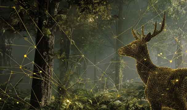 immersive sacred geometry surrounding deer in woods