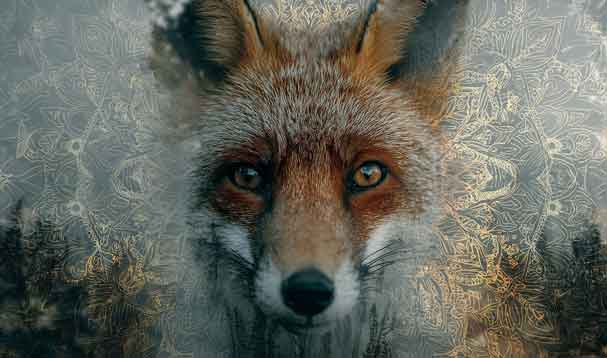 red fox face with mandala pattern surrounding