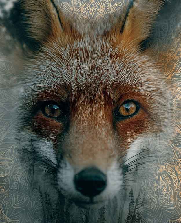 red fox face with mandala pattern surrounding