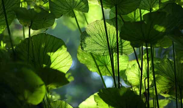 early phase new leaves emerging with sunlit glow