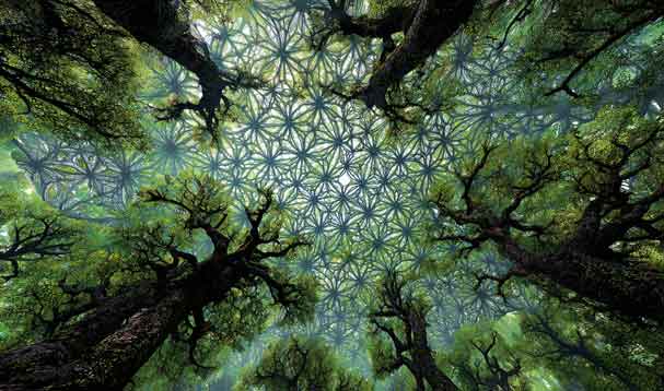 forest trees branching and reaching towards sky in fractal form