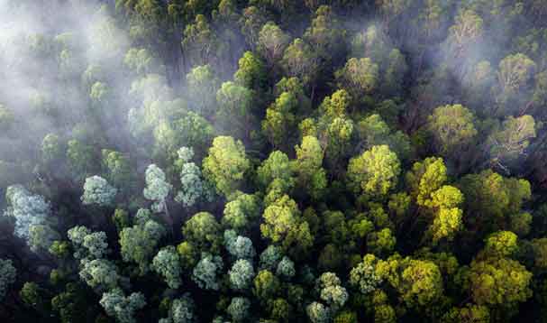 aerial view of densly packed trees overhead the canopy
