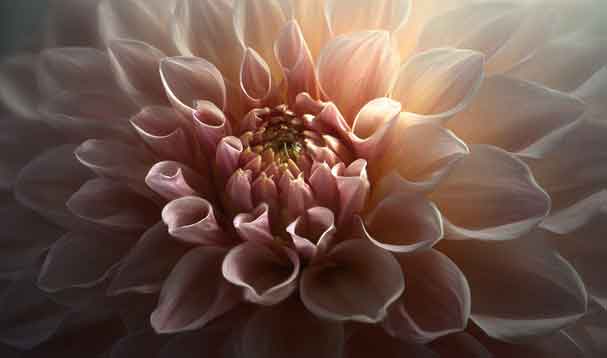  lush light pink flower displaying phyllotaxis petals with warm diffused glow