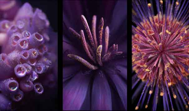 trio of various macro purple flower centers and luminous pollen dust