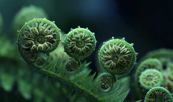 Phyllotaxis Awakening of verdant furled fern frond
