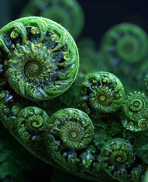 Phyllotaxis Awakening of verdant furled fern frond