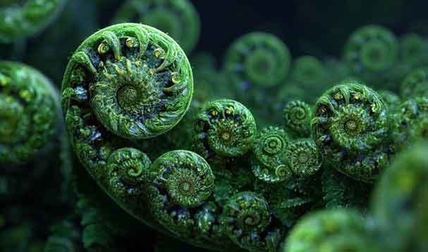 fern frond swirls in verdant green field