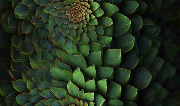 sunflower seed head phyllotaxis