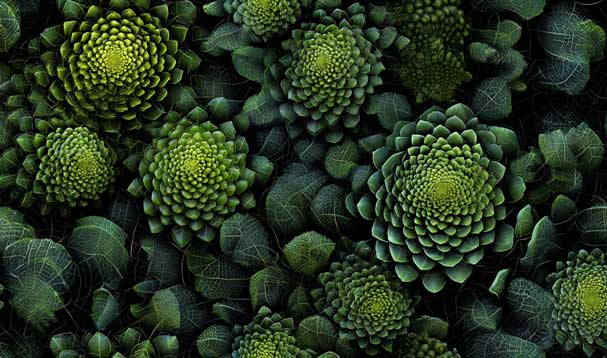 deep green broccoli phyllotaxis