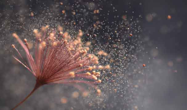 flower dispersing cloud of shimmering pollen particulate