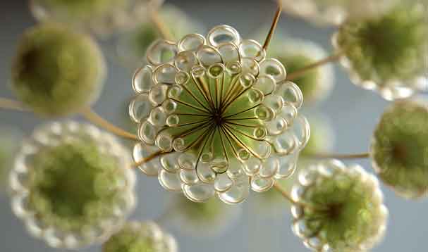 alien-like macro structures of pollen grains
