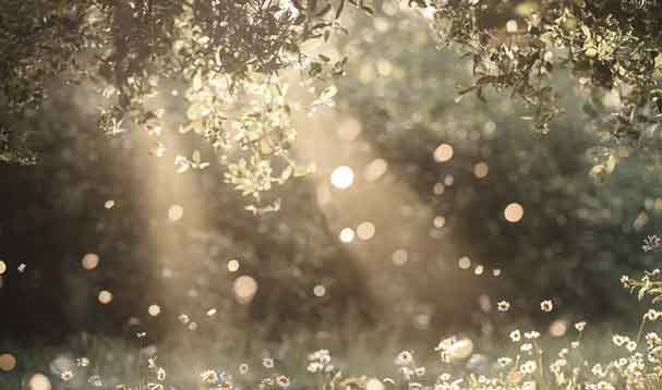 sunbeams shining down into meadow and sunlight glittering against particulate