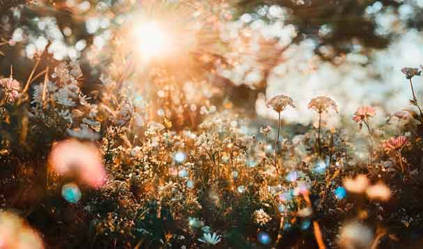 lush meadow at golden hour with boca reflections