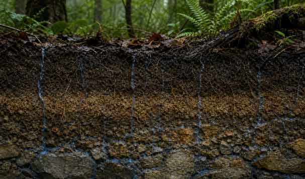 underground cross-section of plant roots in brown soil and rocks with water pathways