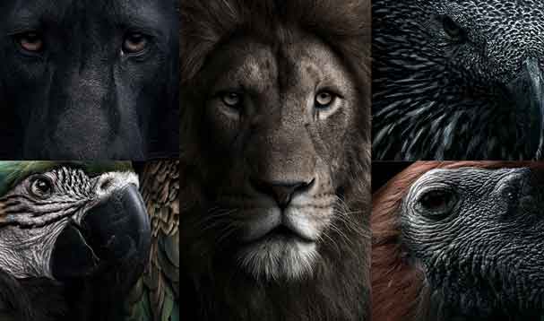 fauna domain collage of various animal species