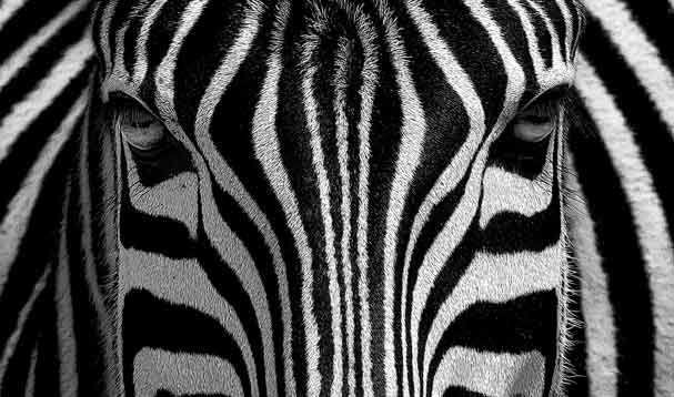 black and white zebra stripes macro face